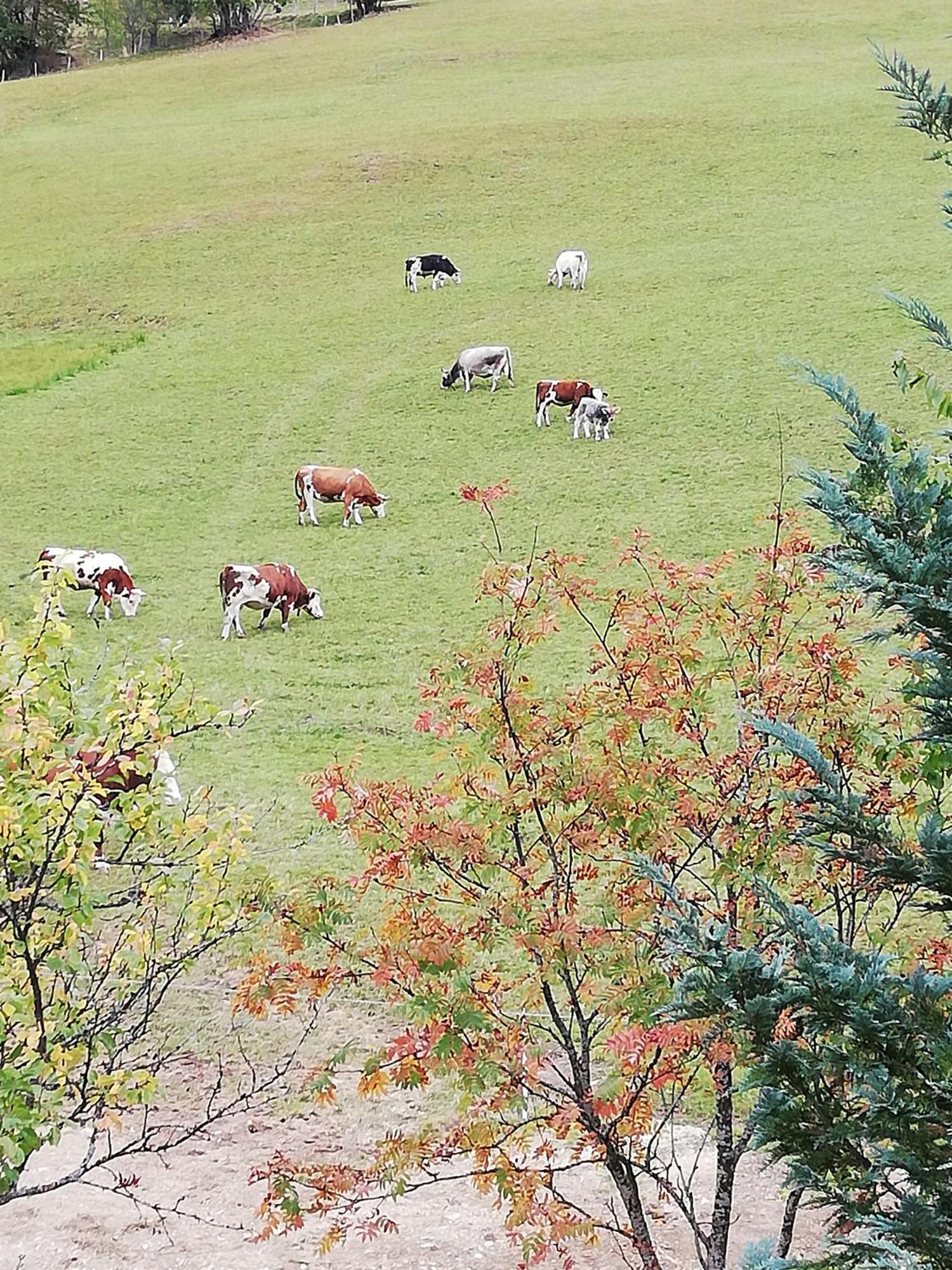 Bauernhof Bachgut Villa Muhlbach Am Hochkonig Bagian luar foto